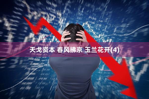 天戈资本 春风拂京 玉兰花开(4)